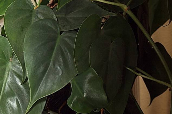 心葉藤的擺放禁忌 心葉藤的擺放禁忌