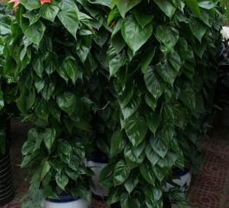 長(zhǎng)勢(shì)良好的心葉藤 長(zhǎng)勢(shì)良好的心葉藤