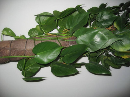 心葉藤植株 心葉藤植株